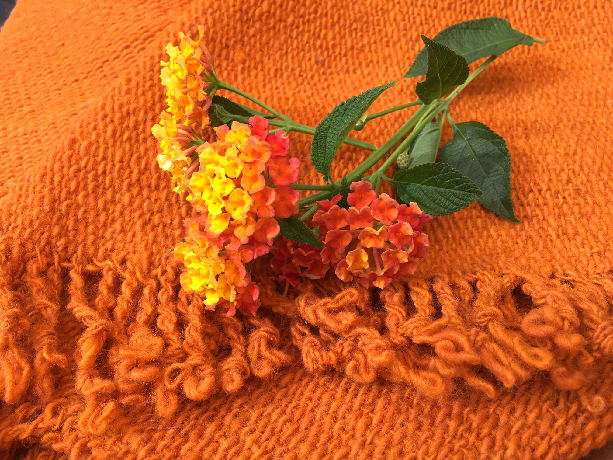  - 6.140-curcuma-naranja-ajiote-natural-oveja-chiloe-sur-magallanes-color-lana-telar-echarpe-chal-mapuche-textil-regalo-tintes-artesania-manos-del-alma-chile-telar,,.JPG