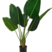 Bird of Paradise - Bird_chico.png