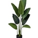 Bird of Paradise - Bird of Paradise.jpg