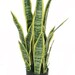 Sanseviera artificial 65 cms - Sanseviera_julio25.jpg