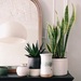 Sanseviera artificial 65 cms - Sanseviera_deco.jpg