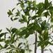 Pieris artificial 150 cms - Hoja_pieris2.jpg
