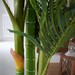Palmera Kwai 180 cms - Tallo palmera.jpg