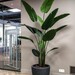 Bird of Paradise - Bird con macetero.jpg