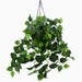 Enredadera Potus 60 cms - Pothos3.jpg