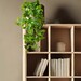 Enredadera Potus 60 cms - Pothos2.jpg
