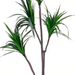 Dracena artificial - Dracena_alta.png