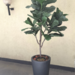 Ficus Lyrata para exterior - Lyrata_UV_160cms.png