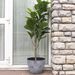 Ficus Lyrata para exterior - Lyrata_macetas.jpg