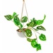 Monstera Adansonii colgante 40 cms - Monstera_colgante.jpg