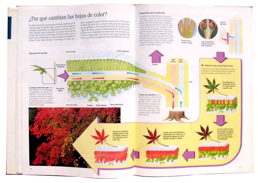  - Plantas_Pg Abierta.jpg