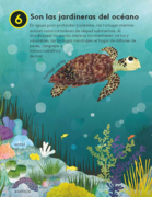  - 10 razones para amar a una tortuga marina_Página_13.png