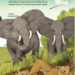 10 razones para amar a un elefante - 10 razones para amar a un elefante_Pg13(1).png