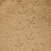 Let´s Investigate - Farmyard Footprints - YD1065-7.jpg