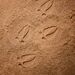 Let´s investigate - Woodland Footprints - YD1072-6.jpg