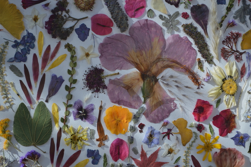 2._Cuadros_de_flores_prensadas_Fernanda_Correa_La_Grulla