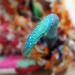 Sombrilla de género - sombrilla decorativa de colores.jpg.jpg