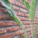 Flor del pájaro - flor del pájaro mediana planta de sol, con macetero blanco de fibra de arcilla 3.jpg.jpg