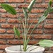 Flor del pájaro - flor del pájaro mediana planta de sol, con macetero blanco de fibra de arcilla 2.jpg.jpg