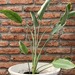 Flor del pájaro - flor del pájaro mediana planta de sol, con macetero blanco de fibra de arcilla 1 .jpg.jpg