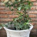 Laurentina - laurentina planta de sol mediana hojas verdes y flores blancas, con macetero blanco de fibra de arcilla 2.jpg.jpg