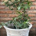Laurentina - laurentina planta de sol mediana hojas verdes y flores blancas, con macetero blanco de fibra de arcilla 1.jpg.jpg