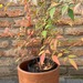 Nandina - nandina mediana planta de sol con macetero de greda 3.jpg.jpg