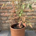 Nandina - nandina mediana planta de sol con macetero de greda 2.JPG