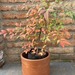 Nandina - nandina mediana planta de sol con macetero de greda 1.JPG.jpg