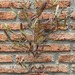 Stenocarpus - stenocarpus chico planta de sol, con macetero de greda 2.jpg.jpg