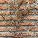Stenocarpus - stenocarpus chico planta de sol, con macetero de greda 1.JPG.jpg