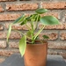 Peperomia cucharita - planta de interior pequeña cucharita en macetero de greda 3.JPG