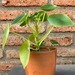 Peperomia cucharita - planta de interior pequeña cucharita en macetero de greda 2.JPG.jpg
