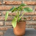 Peperomia cucharita - planta de interior pequeña cucharita en macetero de greda 1.JPG