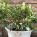 Ligustro - arbusto de sombra semisombra ligustro mediano a grande siempre verde 2.jpg