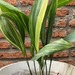 Aspidistra - planta de interior o de sombra aspidistra variegada hojas largas muy decorativa resistente poca agua poca luz 4.jpg.jpg