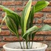 Aspidistra - planta de interior o de sombra aspidistra variegada hojas largas muy decorativa resistente poca agua poca luz 3.jpg.jpg