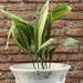 Aspidistra - planta de interior o de sombra aspidistra variegada hojas largas muy decorativa resistente poca agua poca luz 2.jpg