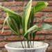 Aspidistra - planta de interior o de sombra aspidistra variegada hojas largas muy decorativa resistente poca agua poca luz 1.jpg.jpg