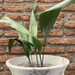 Aspidistra - planta de interior o de sombra aspidistra hojas largas muy decorativa resistente poca agua poca luz.jpg