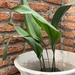 Aspidistra - planta de interior o de sombra aspidistra hojas largas muy decorativa resistente poca agua poca luz 3.jpg.jpg
