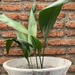 Aspidistra - planta de interior o de sombra aspidistra hojas largas muy decorativa resistente poca agua poca luz 1.jpg.jpg