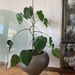 Macetero autorregante modelo Lubeck - macetero autorregante de fibra de vidrio modelo lubeck con forma de bowl bajo y gordo color grafito con planta monstera.jpg.jpg