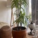 Macetero autorregante modelo Bremen - macetero autorregante de fibra de vidrio modelo bremen con forma de bowl color cobre patinado con planta dracena.jpg.jpg