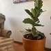 Macetero autorregante modelo Bremen - macetero autorregante de fibra de vidrio modelo bremen con forma de bowl color cobre patinado con planta ficus lyrata.jpg.jpg