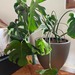 Macetero autorregante modelo Bremen - macetero autorregante de fibra de vidrio modelo bremen con forma de bowl color grafito con planta monstera deliciosa.jpg.jpg