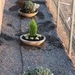 Plato de concreto de 60 cm de diámetro - platos de cemento hormigon rustico concreto de 60 cm de diametro con variedad de plantas.JPG