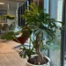 Macetero autorregante modelo Pekin - macetero autorregante de fibra de vidrio modelo pekin de 50 cm de diametro color blanco invierno con monstera deliciosa.jpg.jpg