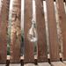 Colgante de vidrio  - 