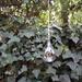 Colgante de vidrio  - 
